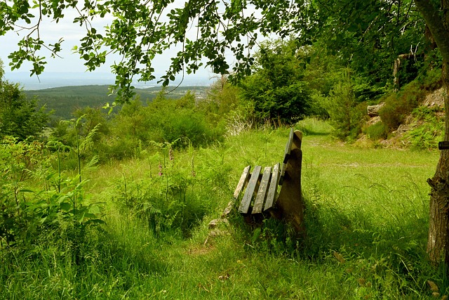 杯女单决赛 杯女单决赛
